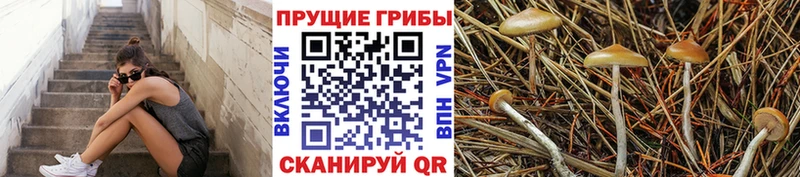где купить наркотик  Тулун  MEGA   Псилоцибиновые грибы Cubensis 